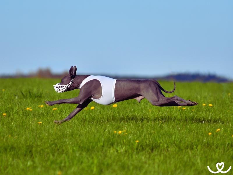 Coursing-zkousky-a-trenink (3)